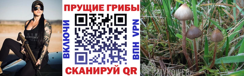 продажа наркотиков  Суоярви  Галлюциногенные грибы Magic Shrooms 